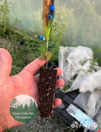 Зкс Сосна сеянцы Ели Лиственницы окс Голуб Горная