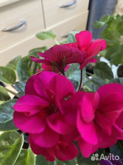 Комнатные цветы