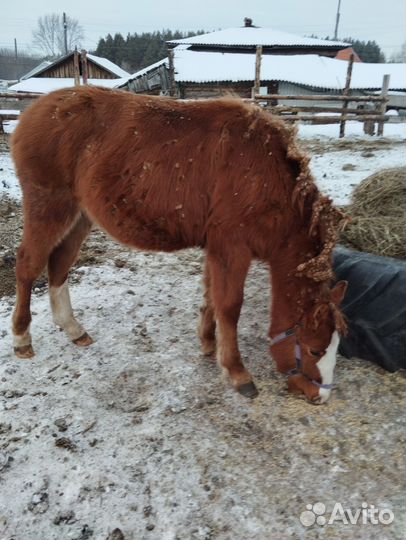 Продам лошадь