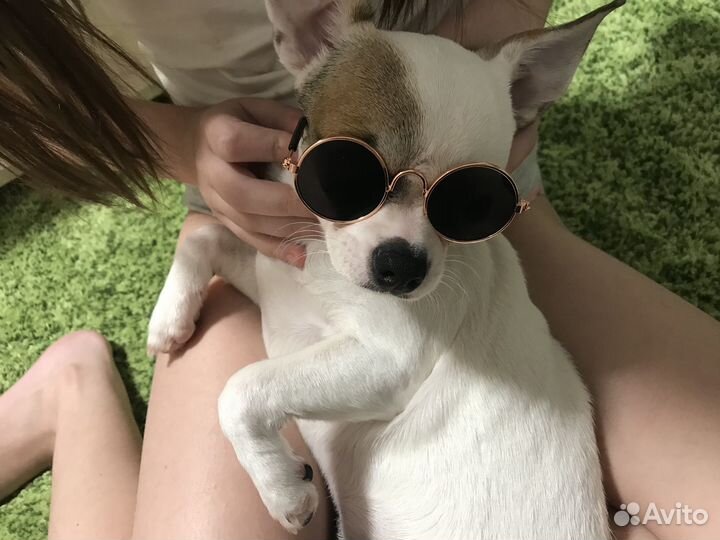 Вязка кобель чихуахуа