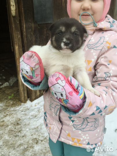 Щенки мальчики, 2 месяца