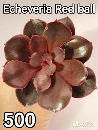 Детки суккулентов