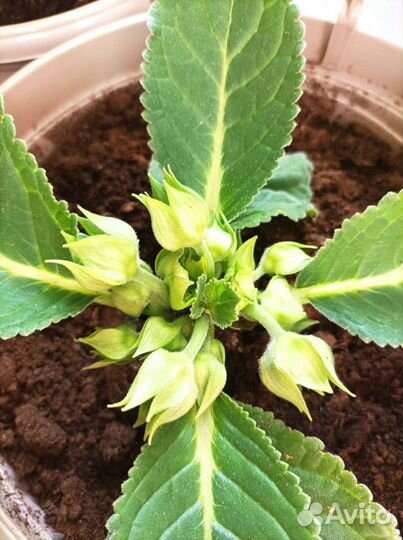 Глоксинии сортовые разные