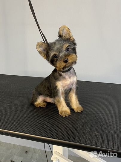 Стрижка собак и кошек