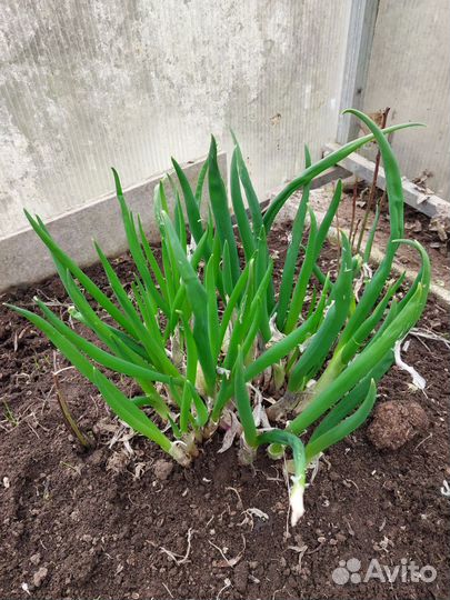 Многолетний лук