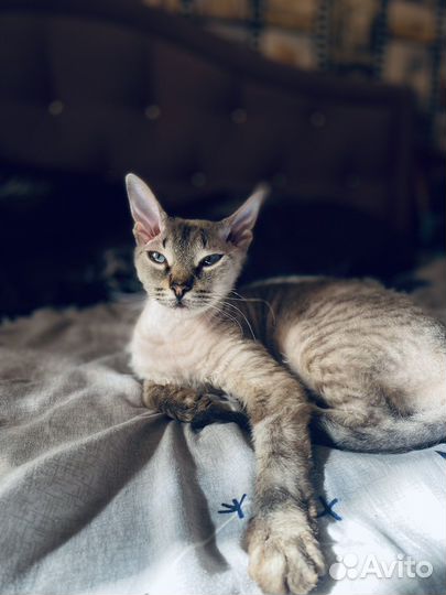 Кошка донской свинкс вязка