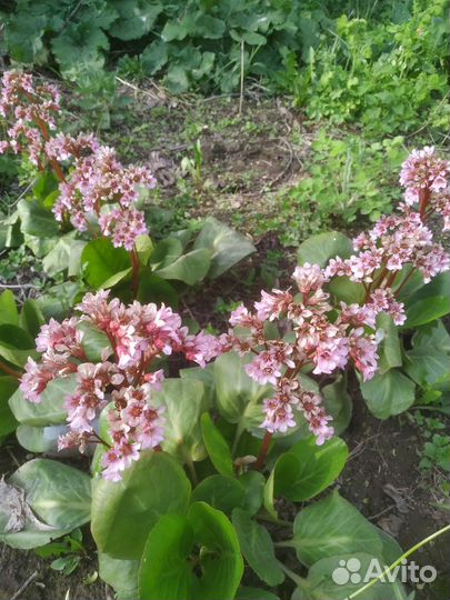 Бадан розовый