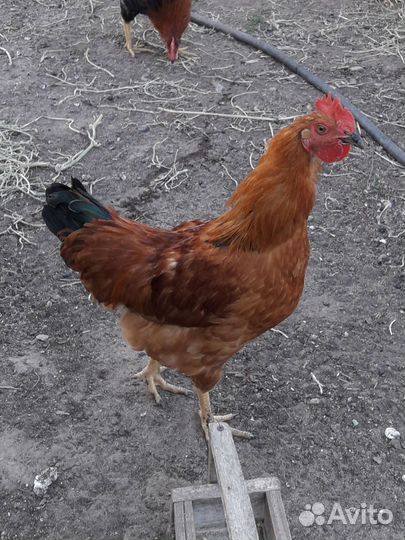 Петушки кучинские на завод