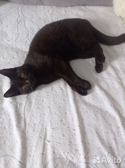 Черная кот