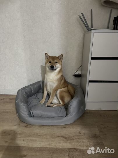 Вязка сиба ину