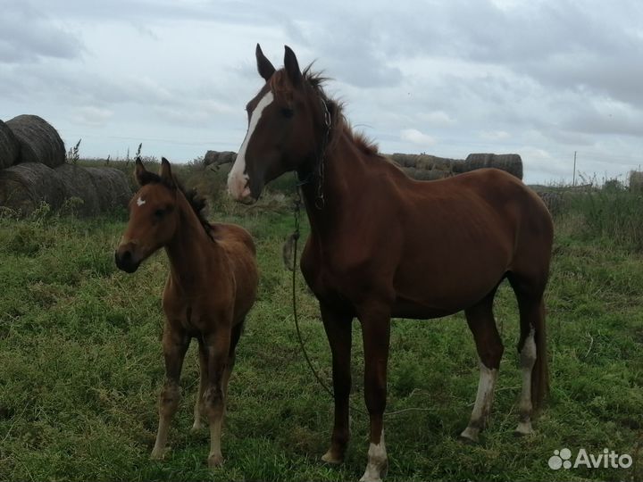 Лошадь и жеребчик