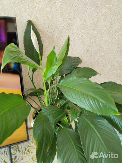 Спатифиллум