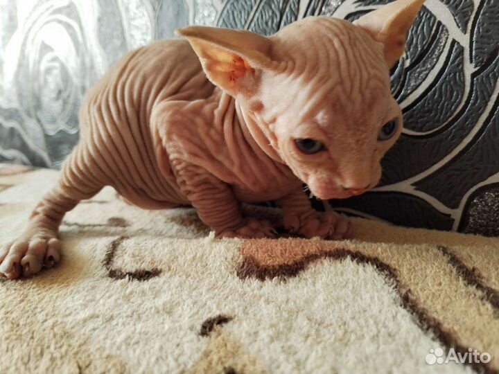 Донской сфинкс котята