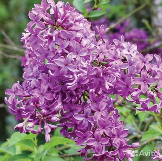 Сирень китайская «Саугеана» - саженцы зкс