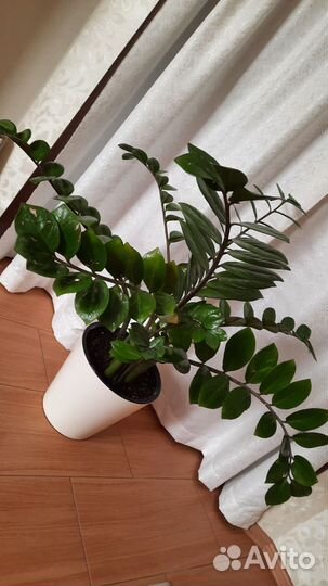 Замиокулькас