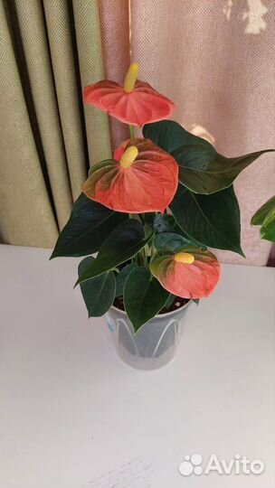 Калатея Network и другие растения