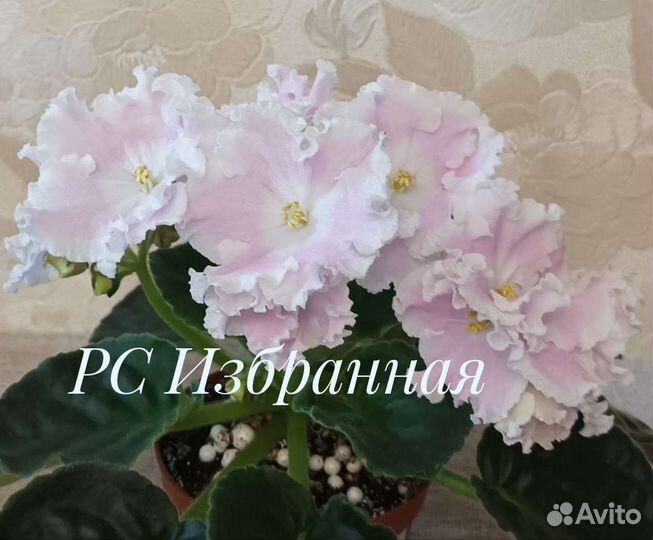 Сортовые фиалки