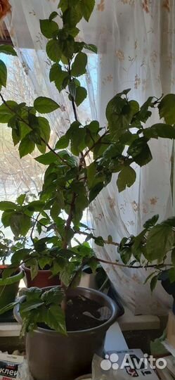 Пальма драцена высота 1.8м, роза китайская- высота