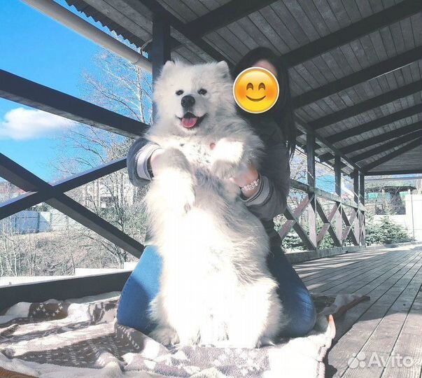 Жених Самоед (мальчик)