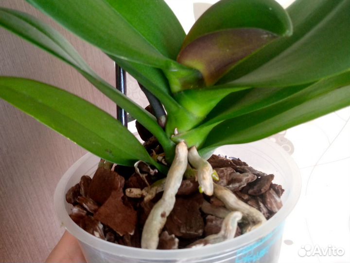 Орхидея Биг лип 