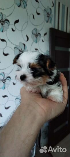 Щенки бивер йорка