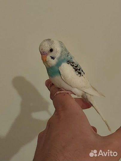 Попугай ручной волнистый чехи кенар какарики