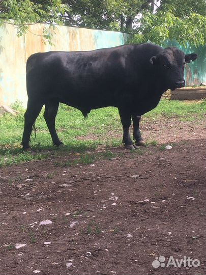 С/х животные, тёлки