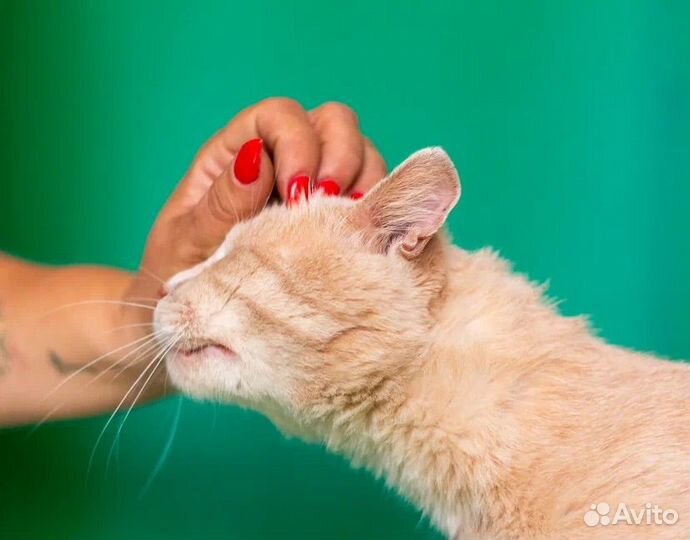 Ищет дом Персей