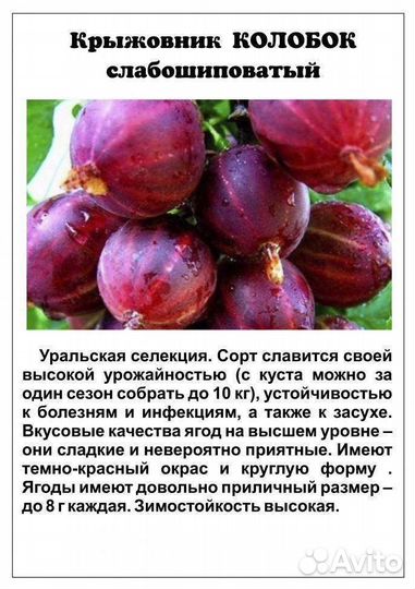 Саженцы красной смородины, крыжовника