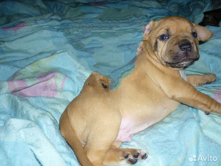 Щенки питбуля