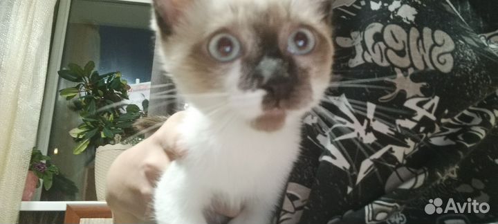 Сиамские котенок бесплатно