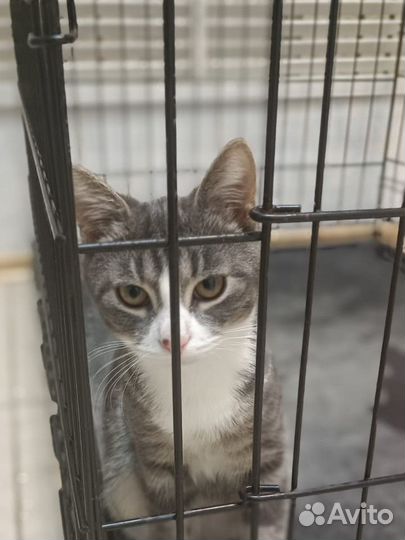 Красавчик изе дом