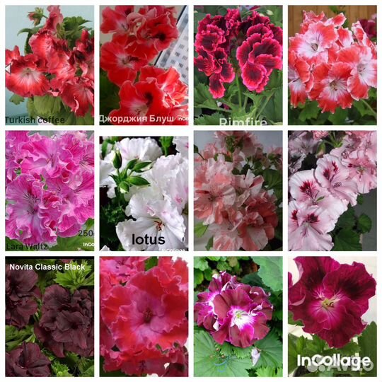 Королевские пеларгонии