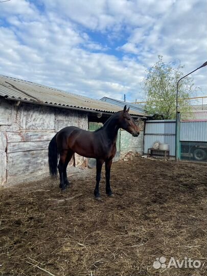 Жеребец чистопородный Орловец