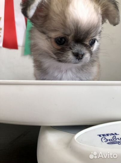 Чихуахуа мини девочка