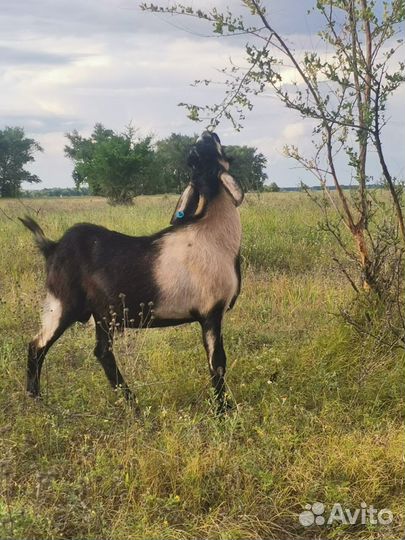 Козёл нубийский