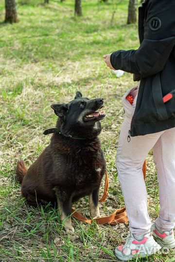 Собака из приюта ищет свой дом