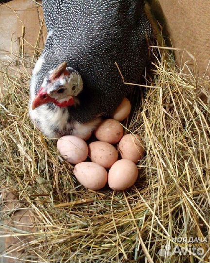 Домашнее куриное, цесариное, индюшиное яйцо