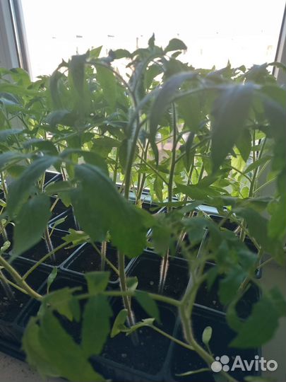 Рассада помидор,сладкого перца