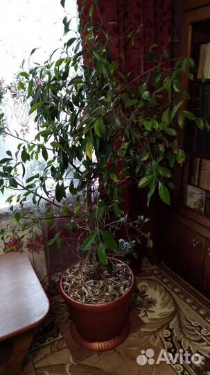 Цветы гиганты, китайская роза(гибискус), фикус