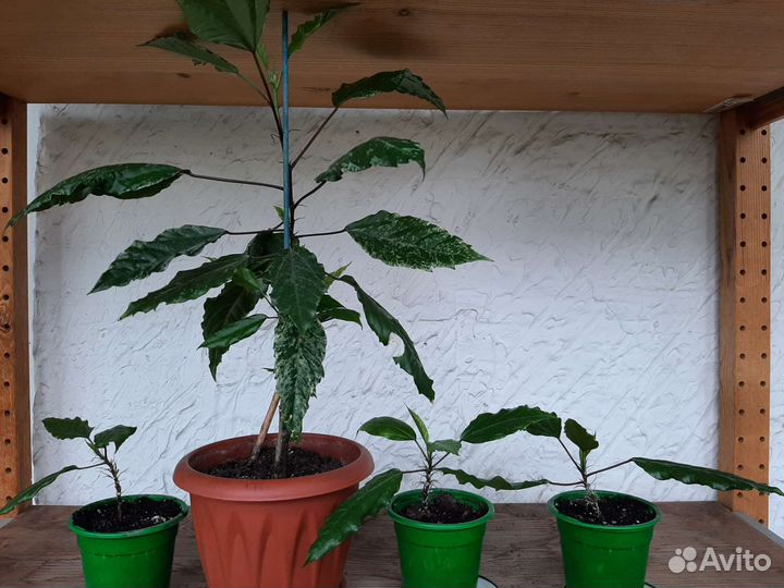 Гибискус Пестролистый