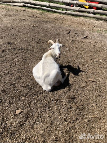 Козы и козлята