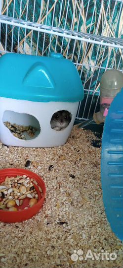 Клетка для джунгарского хомяка