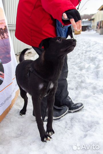 Особенная собака в добрые руки