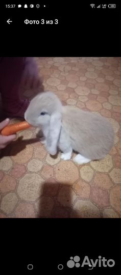 Кролики породы французский баран