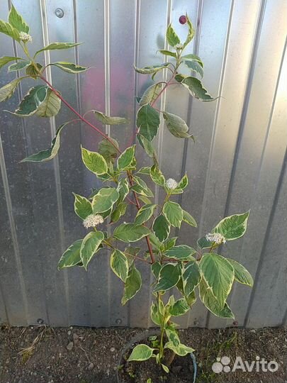 Декоративные кустарники