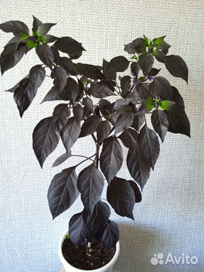 Острый перец