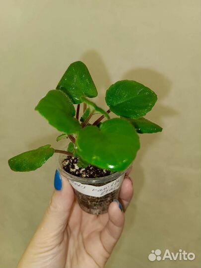 Трейлерные и полуминиатюрные фиалки