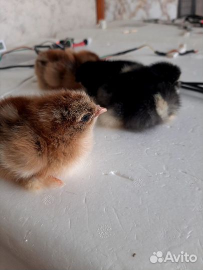 Цыплята породы брама