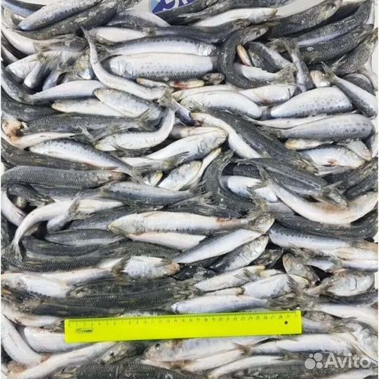Рыба свежемороженая иваси (скумбрия ) на корм